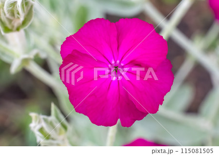 Bud of Silene coronaria with a garden on the background. 115081505