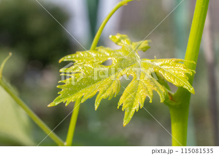 Grape leaf on a bush in the garden. Grape leaf on a bush in the garden. 115081535