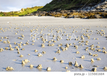 Blow lugworm poo on the west coast of Ireland - Arenicola Marina Blow lugworm poo on the west coast of Ireland - Arenicola Marina 115081884