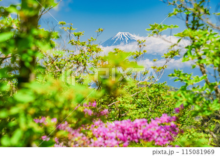 (静岡県)ムラサキツツジ咲く、達磨山高原ハイキングコースから望む富士山 (静岡県)ムラサキツツジ咲く、達磨山高原ハイキングコースから望む富士山 115081969