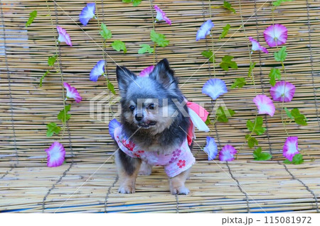 ピンクの浴衣を着て朝顔の前で見つめる可愛いチワワ♡ 115081972