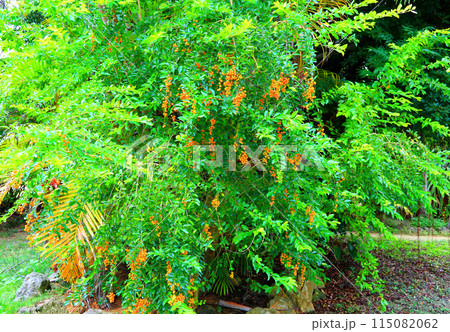 初冬　由布島に咲くタイワンレンギョウ 115082062