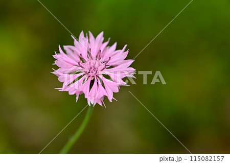 ヤグルマギク 115082157