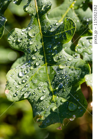 Close-up of dew-covered green oak leaf in nature, sunlight glistening on water drops 115082362