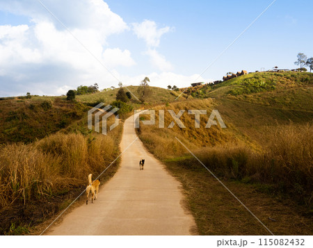 Rural road on grass hills with dogs walking Rural road on grass hills with dogs walking 115082432