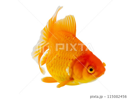 Oranda goldfish isolated on white background close up Oranda goldfish isolated on white background close up 115082456