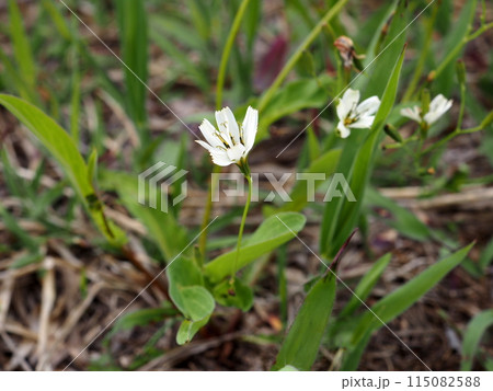 半自然草地に咲くシロバナニガナの花 半自然草地に咲くシロバナニガナの花 115082588