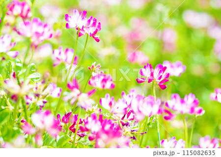 家の周りの草花 四季の色々 早春の田んぼに美しいピンクの花畑が現れました 家の周りの草花 四季の色々 早春の田んぼに美しいピンクの花畑が現れました 115082635