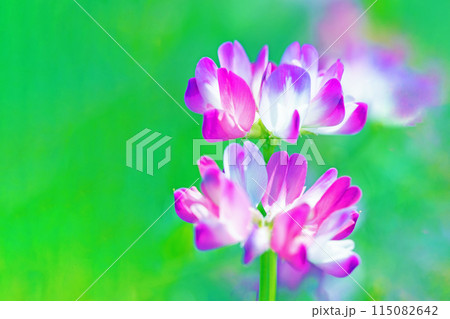 家の周りの草花 四季の色々 早春の田んぼに美しいピンクの花畑が現れました 家の周りの草花 四季の色々 早春の田んぼに美しいピンクの花畑が現れました 115082642