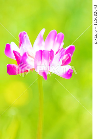 家の周りの草花 四季の色々 早春の田んぼに美しいピンクの花畑が現れました 家の周りの草花 四季の色々 早春の田んぼに美しいピンクの花畑が現れました 115082643
