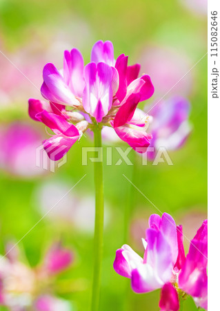 家の周りの草花　四季の色々　早春の田んぼに美しいピンクの花畑が現れました 115082646