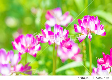 家の周りの草花　四季の色々　早春の田んぼに美しいピンクの花畑が現れました 115082676