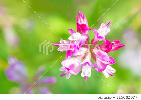 家の周りの草花 四季の色々 早春の田んぼに美しいピンクの花畑が現れました 家の周りの草花 四季の色々 早春の田んぼに美しいピンクの花畑が現れました 115082677