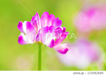 家の周りの草花　四季の色々　早春の田んぼに美しいピンクの花畑が現れました 115082680