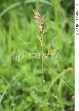 遊べて食べて美味しい荒れ地や道端に生える野草、ギシギシ 遊べて食べて美味しい荒れ地や道端に生える野草、ギシギシ 115082683
