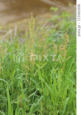 遊べて食べて美味しい荒れ地や道端に生える野草、ギシギシ 遊べて食べて美味しい荒れ地や道端に生える野草、ギシギシ 115082686