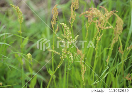 遊べて食べて美味しい荒れ地や道端に生える野草、ギシギシ 遊べて食べて美味しい荒れ地や道端に生える野草、ギシギシ 115082689