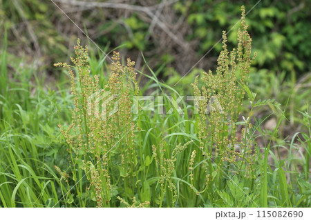 遊べて食べて美味しい荒れ地や道端に生える野草、ギシギシ 遊べて食べて美味しい荒れ地や道端に生える野草、ギシギシ 115082690