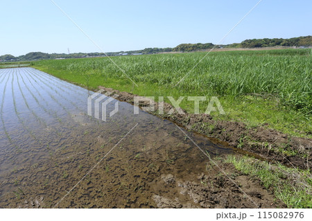 田植えの終わった水田の横に広がる、耕作放棄水田 田植えの終わった水田の横に広がる、耕作放棄水田 115082976