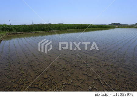 田植えの終わった水田の横に広がる、耕作放棄水田 田植えの終わった水田の横に広がる、耕作放棄水田 115082979
