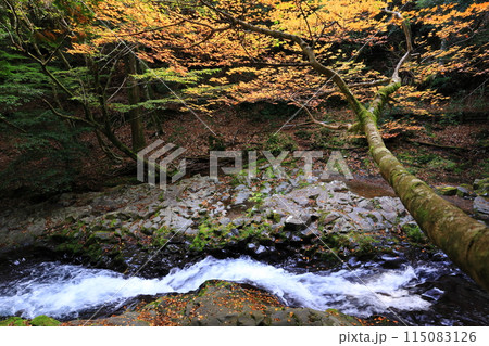 滑沢渓谷の紅葉と川 2 滑沢渓谷の紅葉と川 2 115083126
