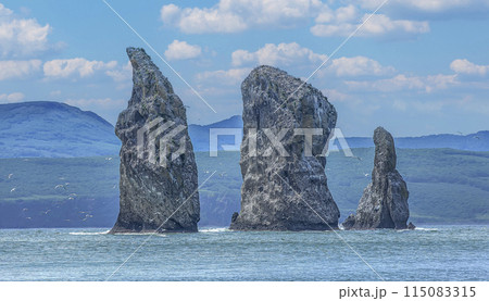 Seagulls flying near rocks on Pacific ocean on Kamchatka 115083315