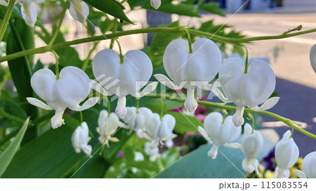 横に並んで咲く白い華鬘草（ケマンソウ） 115083554