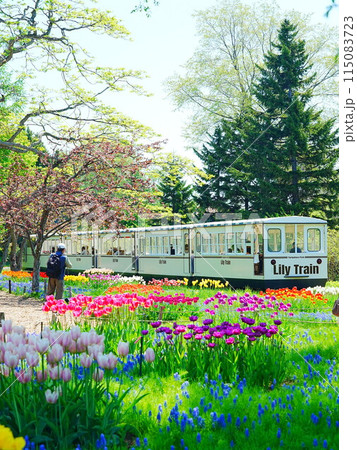 北海道の風景 春の百合が原公園の花畑とリリートレイン 北海道の風景 春の百合が原公園の花畑とリリートレイン 115083723