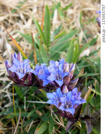 鞍岳の野花 秋竜胆 (熊本県菊池市) 鞍岳の野花 秋竜胆 (熊本県菊池市) 115083787