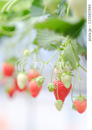 赤く熟したイチゴ 115083994