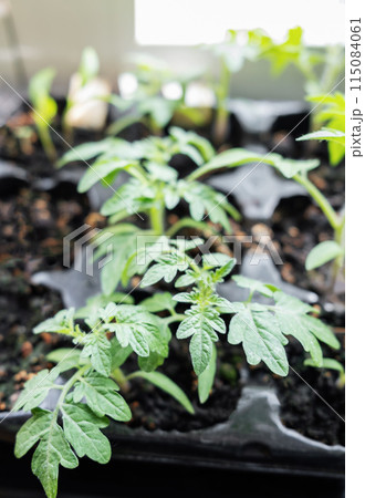 Young tomato seedling plants 115084061