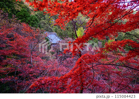 紅葉に包まれる大山寺 115084423