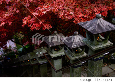 紅葉の大山紅葉回廊 115084424