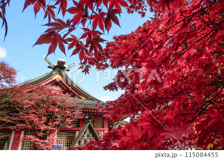 神社の境内に咲くモミジ 神社の境内に咲くモミジ 115084455