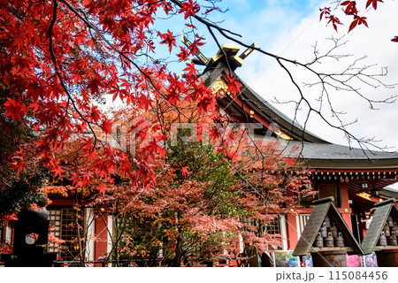 神社の境内に咲くモミジ 神社の境内に咲くモミジ 115084456