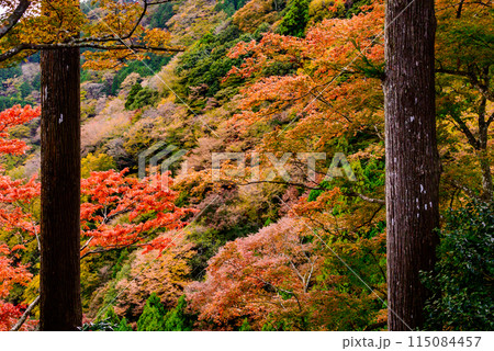 紅葉の丹沢大山 紅葉の丹沢大山 115084457