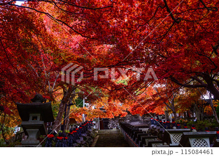 紅葉の大山紅葉回廊 115084461