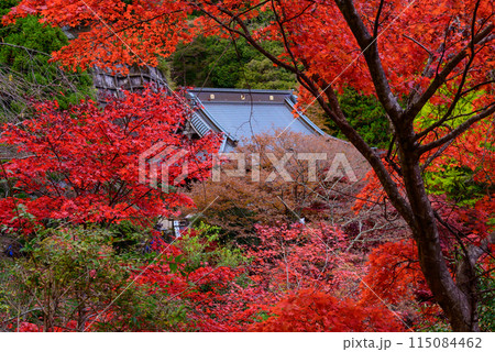 紅葉に包まれる大山寺 115084462