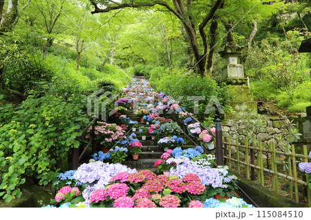 長谷寺〈あじさい回廊〉【 西国三十三所観音霊場第八番 】／ 奈良県桜井市初瀬 115084510