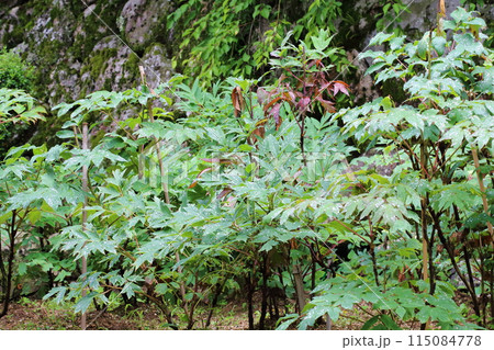 長谷寺〈登廊〉【 西国三十三所観音霊場第八番 】/ 奈良県桜井市初瀬 長谷寺〈登廊〉【 西国三十三所観音霊場第八番 】/ 奈良県桜井市初瀬 115084778
