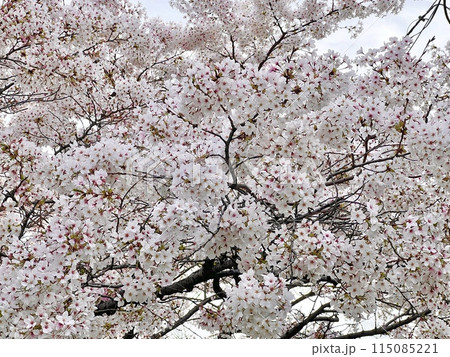 桜 115085221