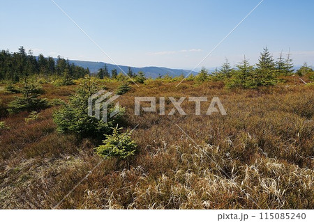 Flora of Silesian Beskids near Szczyrk town in Poland 115085240