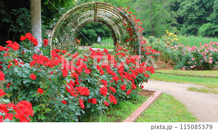 市川市 自然観察園 バラ園　千葉県市川市大野町 115085379