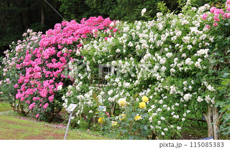 市川市 自然観察園 バラ園　千葉県市川市大野町 115085383
