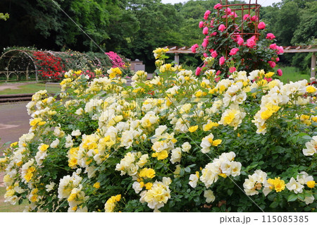市川市 自然観察園 バラ園　千葉県市川市大野町 115085385