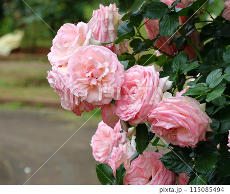 市川市 自然観察園 バラ園 マガリ(フロリバンダ) 千葉県市川市大野町 市川市 自然観察園 バラ園 マガリ(フロリバンダ) 千葉県市川市大野町 115085494