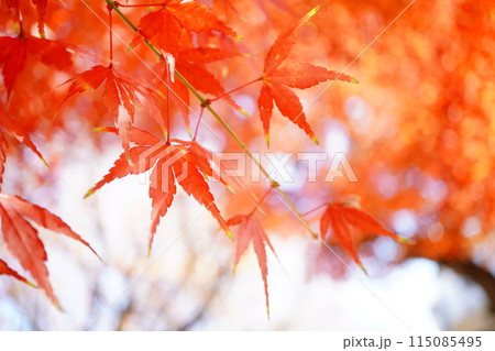 秋らしさ満載。真っ赤な紅葉。 秋らしさ満載。真っ赤な紅葉。 115085495