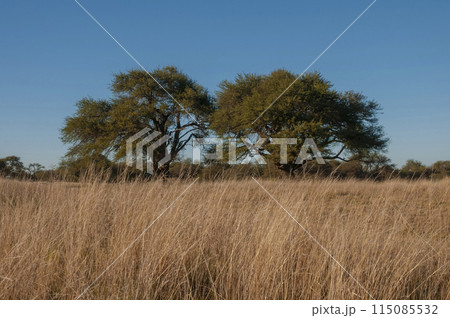 Calden forest landscape, Geoffraea decorticans plants, La Pampa province, Patagonia, Argentina. 115085532