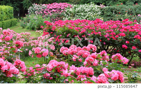 市川市 自然観察園 バラ園 千葉県市川市大野町 市川市 自然観察園 バラ園 千葉県市川市大野町 115085647