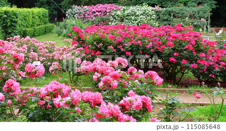 市川市 自然観察園 バラ園 千葉県市川市大野町 市川市 自然観察園 バラ園 千葉県市川市大野町 115085648